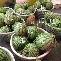 娱乐吃瓜君什么瓜,娱乐圈最新重磅瓜料大公开!